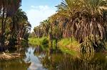 date palms along the Rio Mulege, Baja California