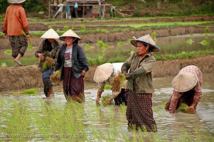 Pictures of Laos - North-Laos-0038 - people working in the paddy fields