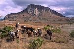 cattle at Sakaraha, Isalo Mountains, Horombe Plateau