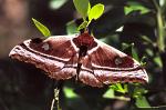 moth at Ranomafana N.P.