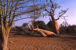 Baobab and Kapok Tree, Ifaty