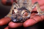 leaf-tailed gecko, Ranomafana N.P.