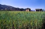 field of wheat, Ambositra