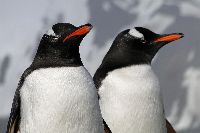 Pictures of Antarctica