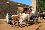 local transport by ox cart