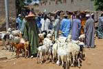 Peul or Fulani, herds people at the market