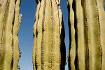 Cardon cactus, (Pachycereus pringlei), Desierto Central