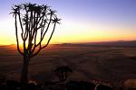 Namib Naukluft NP, Kokerboom (Aloe dichotoma)