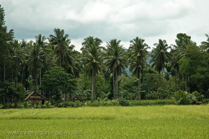 Travel Pictures Gallery- Philippines-0026- rice fields, country scenery