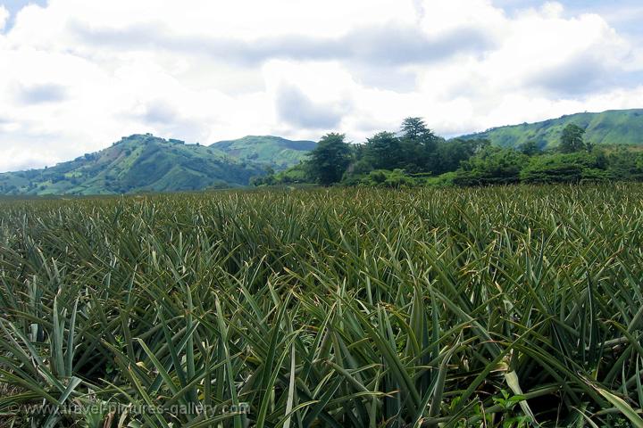 Travel Pictures Gallery- Philippines-0052- Dole pineapple field