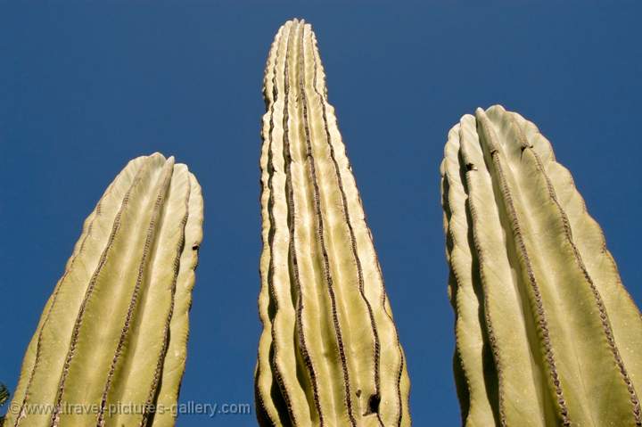 Cardon cactus, (Pachycereus pringlei), Baja California, Mexico