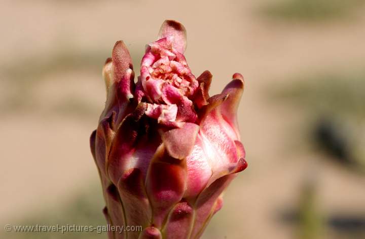 Desert flower, Baja California, Mexico