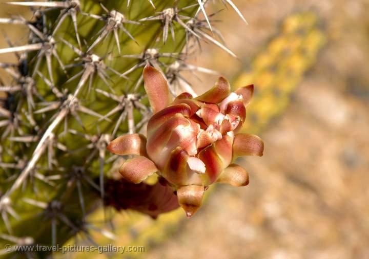 Cactus flower, (Myrtgerocactus), Baja California, Mexico