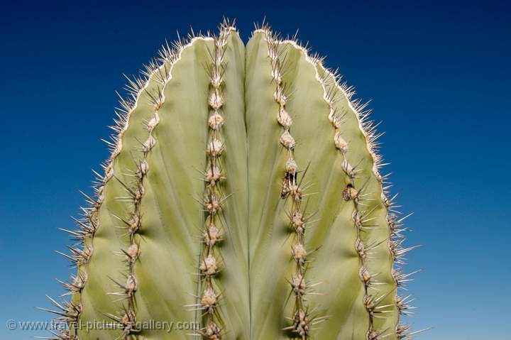 Cactus, Baja California, Mexico