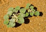 Desert Geranium, (Pelargonium xerophyton), Namibia