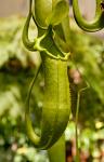 Pitcher plant (Sarracenia purpures) New Zealand