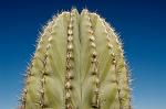 Cactus, Baja California, Mexico