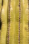 Cardon Cactus, Baja california, Mexico