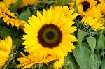 Sunflower, Helianthus, Holland