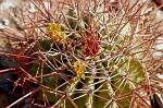 Cactus flower, Mexico