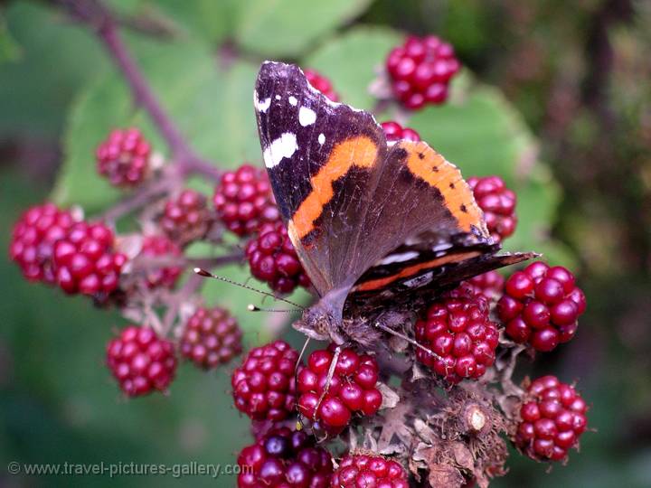 butterfly, Monte Brasil, Terceira Island