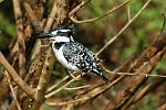 a Pied Kingfisher (Ceryle rudis)