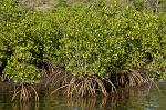 Mangroves, Parc National du Delta du Saloum