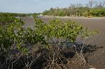 mangrove and mud flat