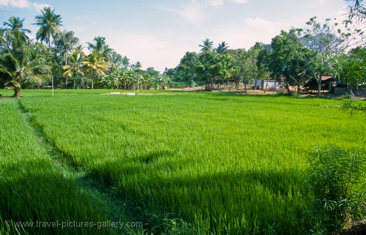 Pictures of Sri Lanka - Anuradhapura-0060 - paddy fields, rice