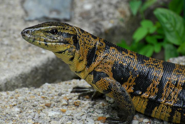 Travel Pictures Gallery- Trinidad- Asa-Wright-0009- Tiger (Tegu) Lizard