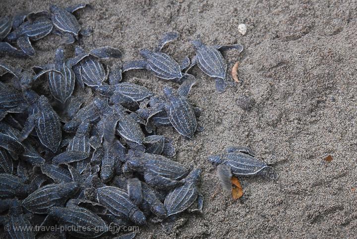 Travel Pictures Gallery- Trinidad- North-0054- baby Leatherback turtles