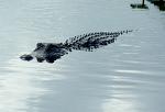American Alligator, Alligator mississippiensisa