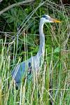Great Blue Heron, Ardea herodias