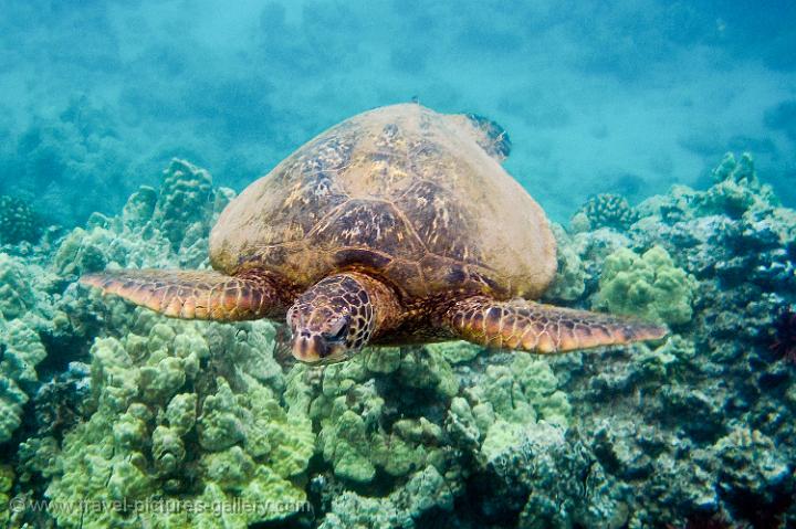 Pictures of Hawaii - Maui-0008 - Hawaiian Green Sea Turtle, Turtle Arches