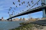 Manhattan Bridge with a flight of geese passing