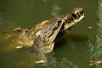 hugging crocodiles, Villahermosa, Tabasco, Mexico