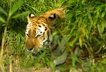 tiger, Chitwan National Park, Nepal