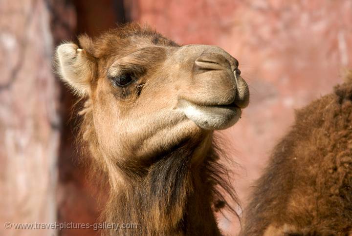 Camel, Pushkar, Rajasthan, India