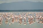 flamingoes in the shallow soda lake