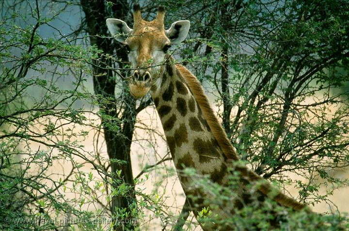 Giraffe, Hwange National Park, Zimbabwe