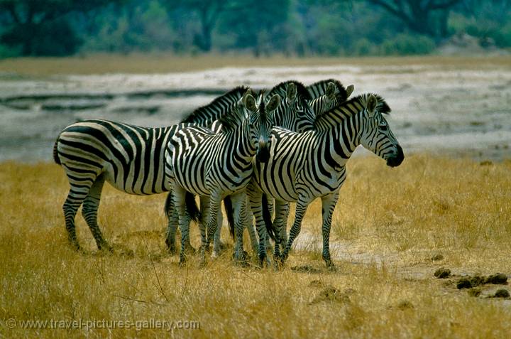 which way guys, Zebra, South Luangwa
