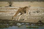 a giraffe drinking in Etosha National Park, Namibia