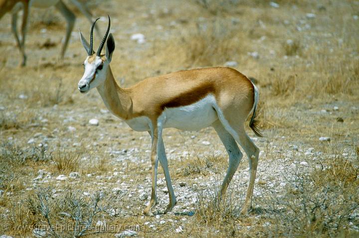 Springbok, Etosha N.P., Namibia