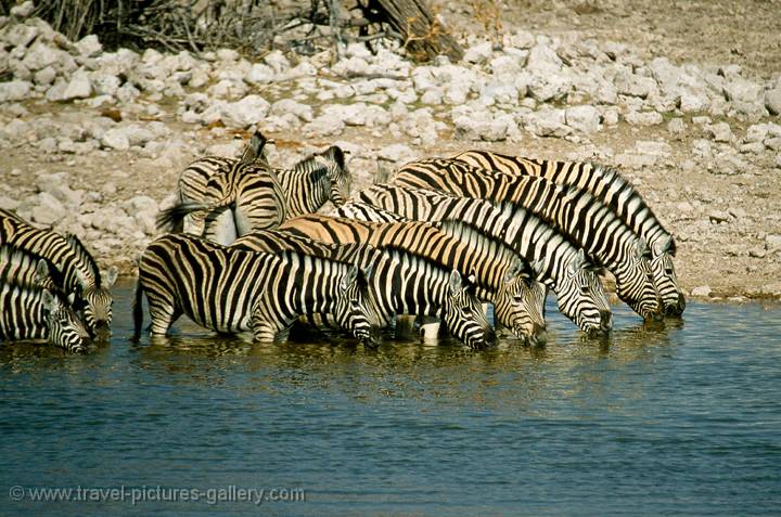 Zebra drinking, Etosha, Namibia
