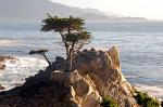 the Lone Cypress, Monterey Peninsula