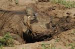 Warthog enjoying a mud bath
