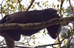 Chimpanzee resting at a tree branch